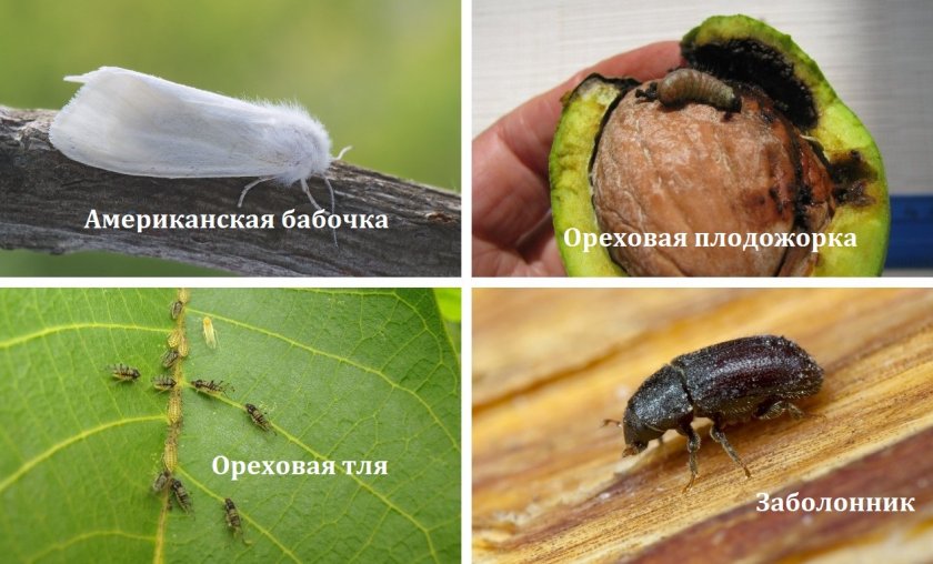 Какие орехи можно выращивать в средней полосе россии?
