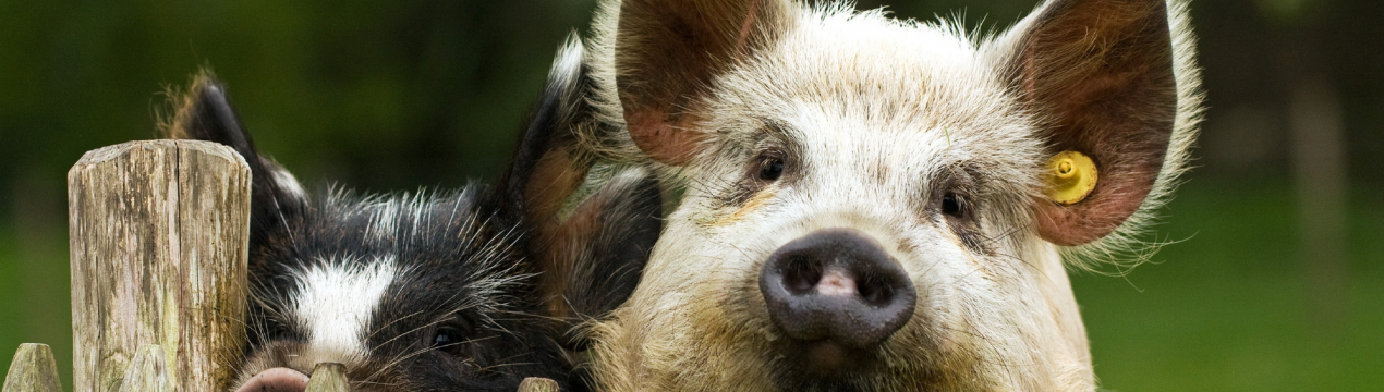 «Велике свинство» в РФ набирає обертів