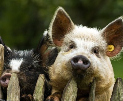 «Велике свинство» в РФ набирає обертів