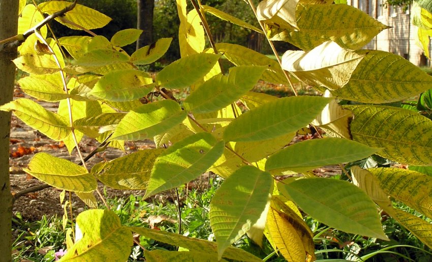 Пожелтевшие листья у маньчжурского ореха
