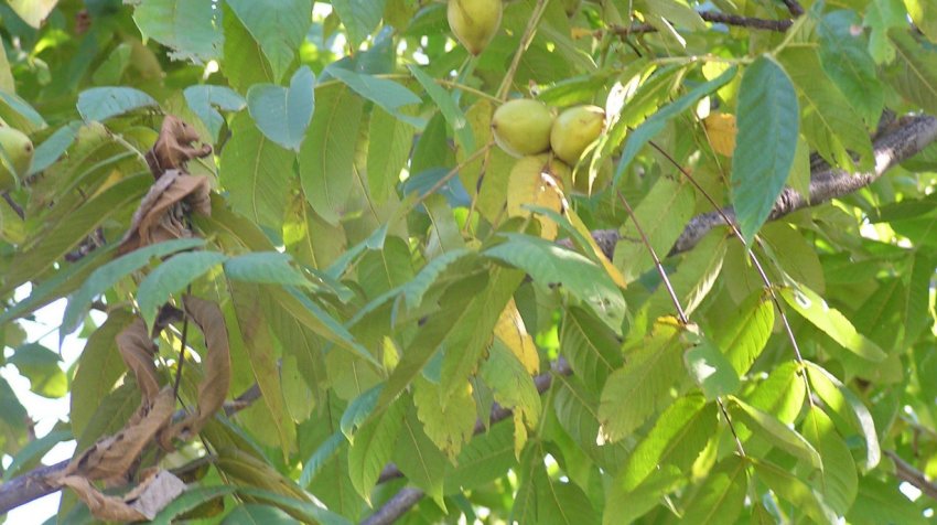 Сохнут листья у маньчжурского ореха