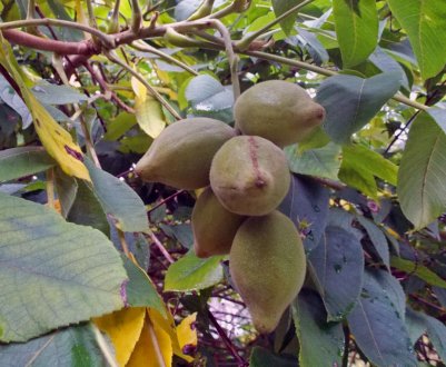 Хвороби та шкідники маньчжурського горіха