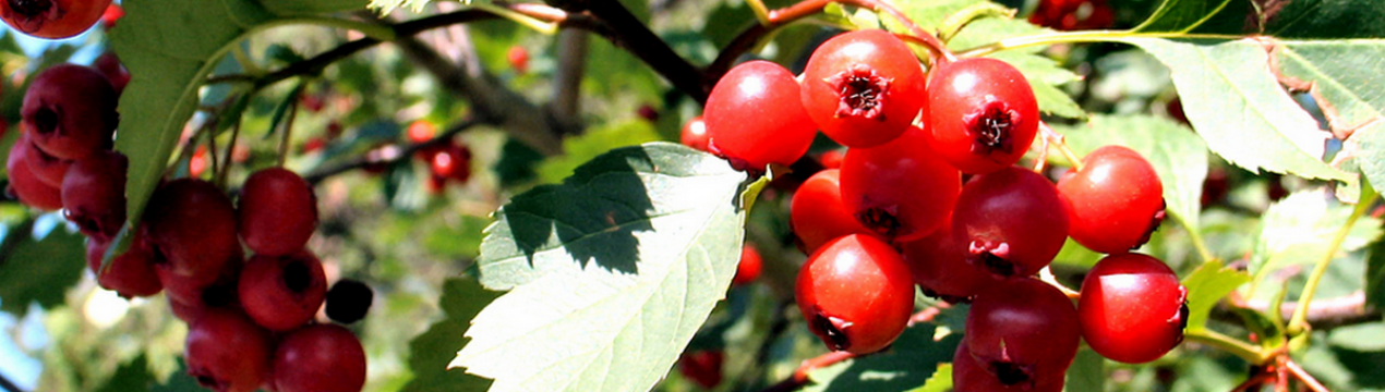 Калина Шукшинская: опис сорти, агротехніка вирощування