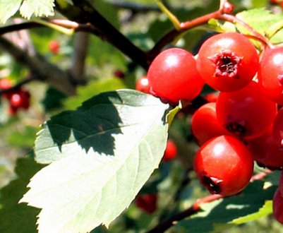 Калина Шукшинская: опис сорти, агротехніка вирощування