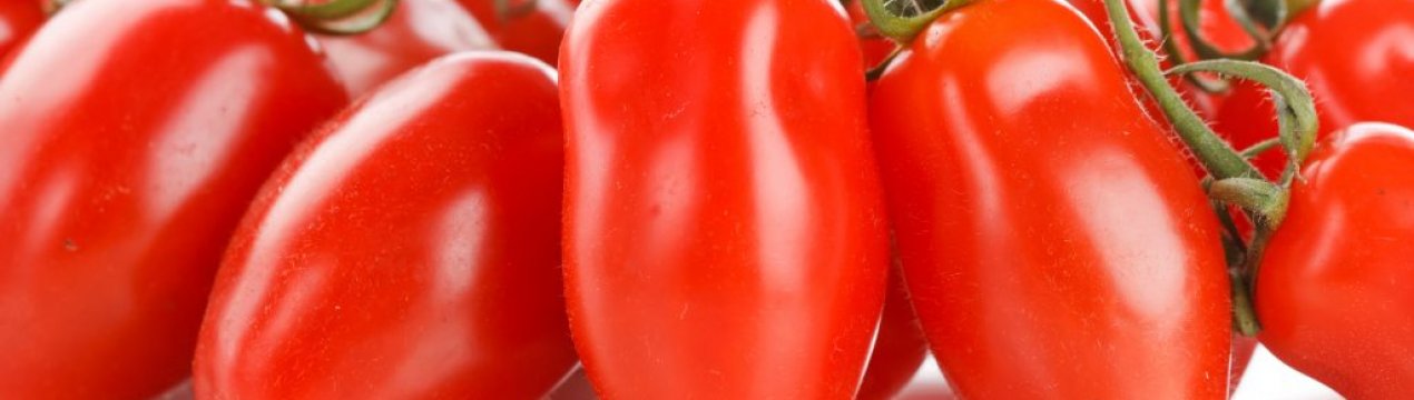 Помідори «Французький гронової»: опис сорти, агротехніка вирощування