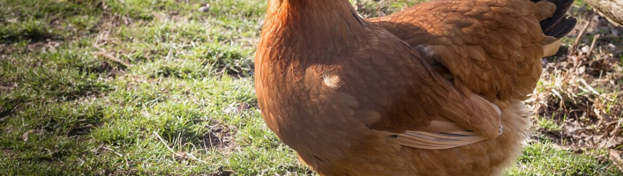 Україна отримала дозвіл на експорт м'яса птиці в Японію