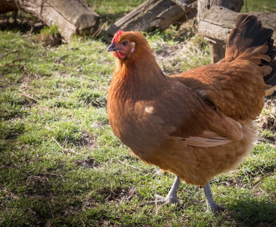 Україна отримала дозвіл на експорт м'яса птиці в Японію