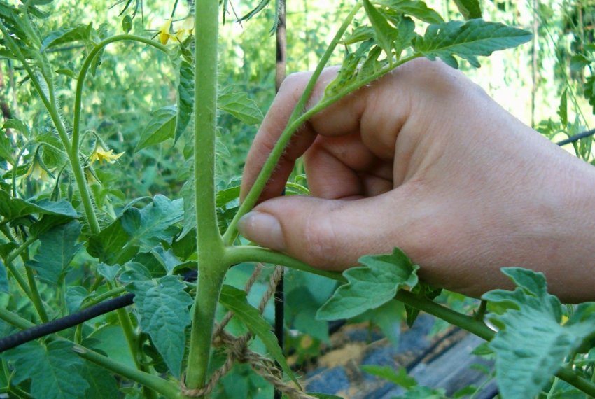 Пасинкування