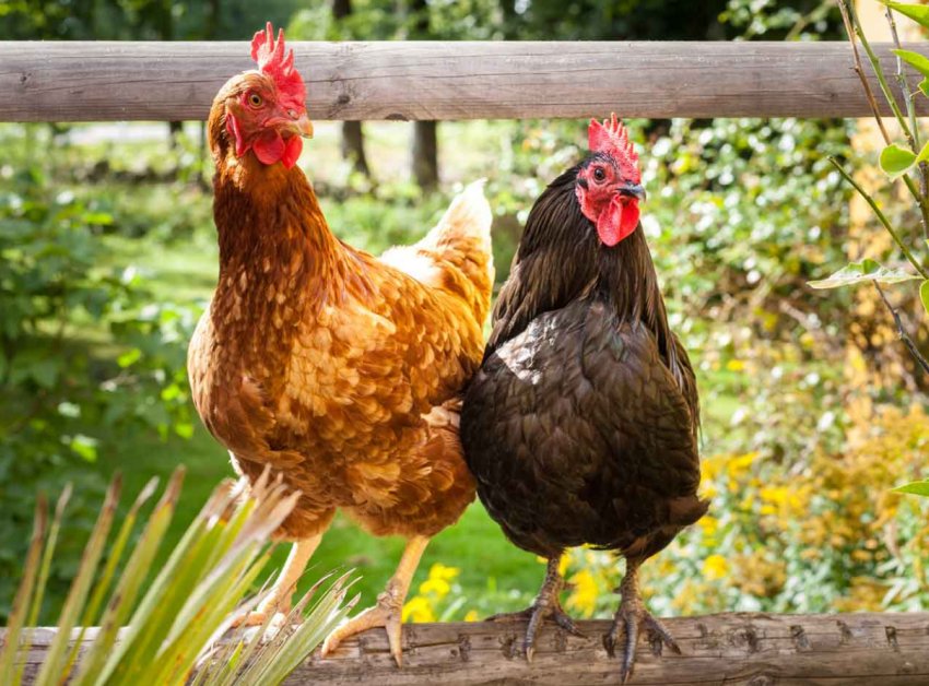 Україна отримала дозвіл на експорт м'яса птиці в Японію Україна отримала дозвіл на експорт м'яса птиці в Японію