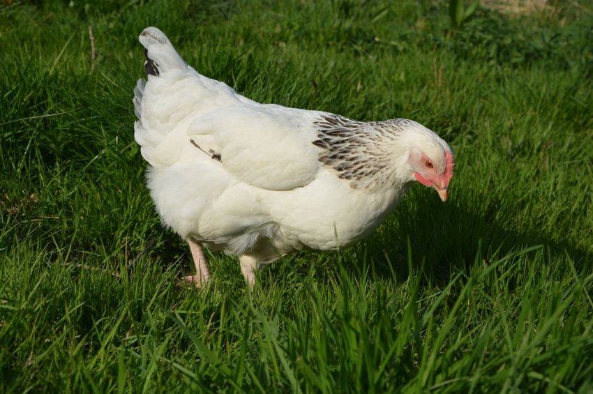 Україна отримала дозвіл на експорт м'яса птиці в Японію Україна отримала дозвіл на експорт м'яса птиці в Японію