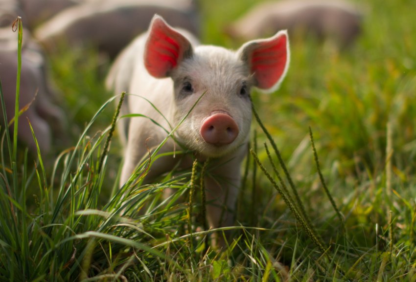 Навесні на постраждалих амурських фермерів проллється дощ з овочів і худоби