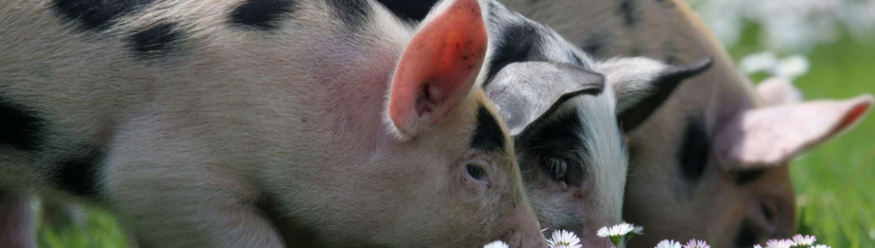 На калінінградських просторах введений «чумний» карантин