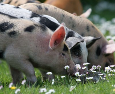 На калінінградських просторах введений «чумний» карантин