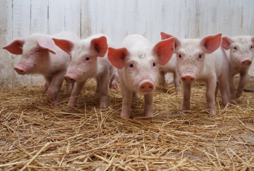 На калінінградських просторах введений «чумний» карантин На калінінградських просторах введений «чумний» карантин