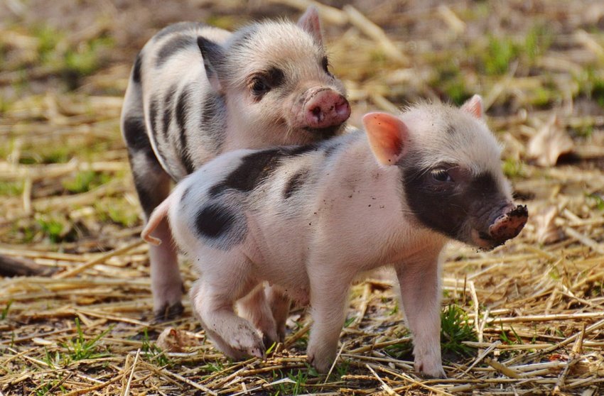 Болгарія готова виплатити компенсацію фермерам, що постраждали від АЧС