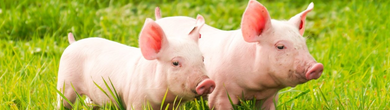 Болгарія готова виплатити компенсацію фермерам, що постраждали від АЧС