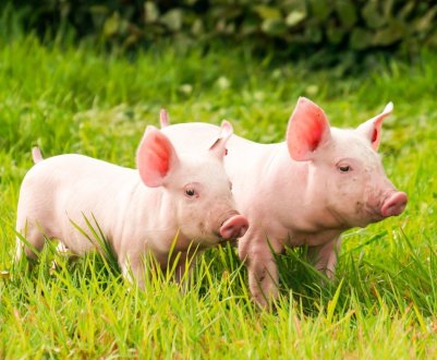 Болгарія готова виплатити компенсацію фермерам, що постраждали від АЧС