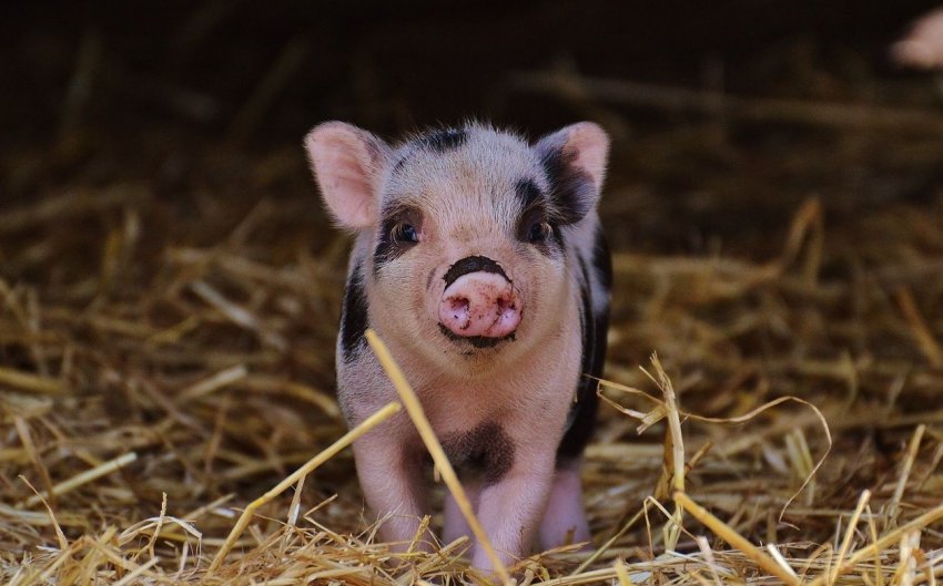 «Велике свинство» в РФ набирає обертів «Велике свинство» в РФ набирає обертів