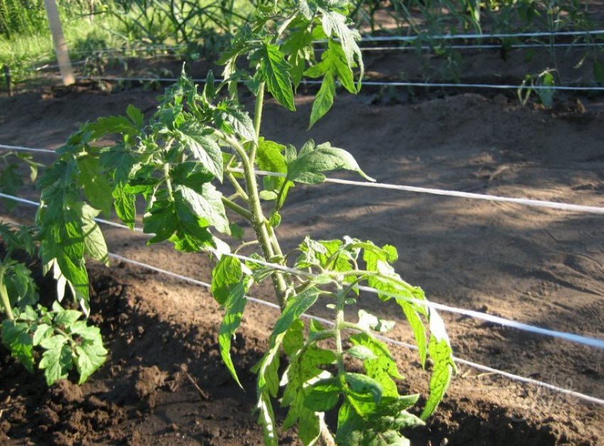 Підв'язування кущів