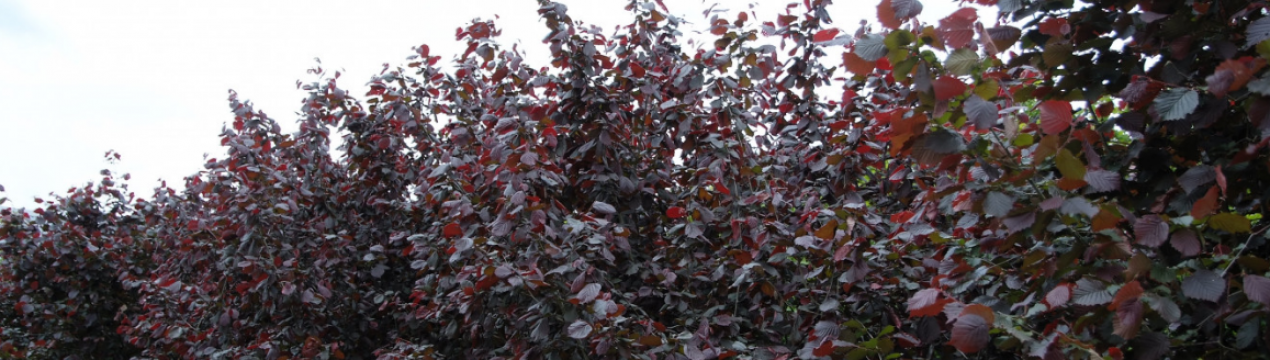 Опис ліщини Фускорубра та особливості вирощування