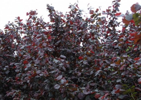 Описание лещины Фускорубра и особенности выращивания