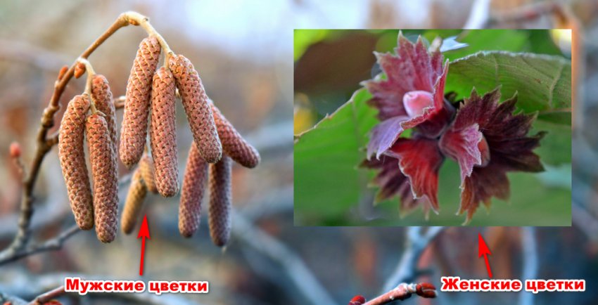 Чоловічі і жіночі квітки