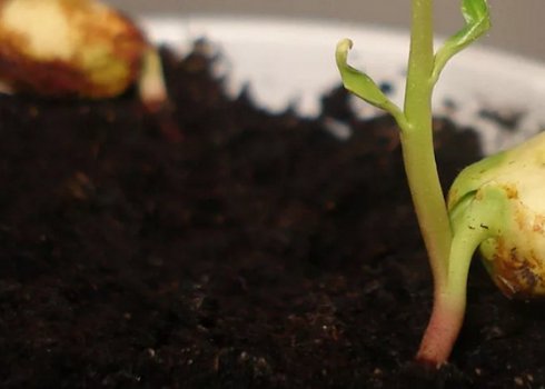 Вирощування мигдалю з кісточки, пересадка в грунт і подальший догляд