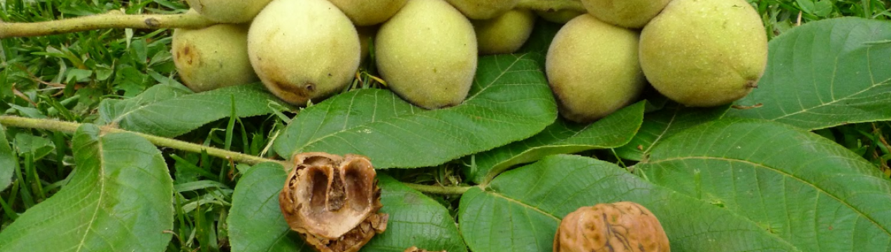 Розмноження маньчжурського горіха