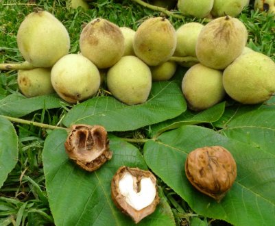 Розмноження маньчжурського горіха