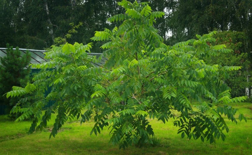 Маньчжурський горіх Маньчжурський горіх