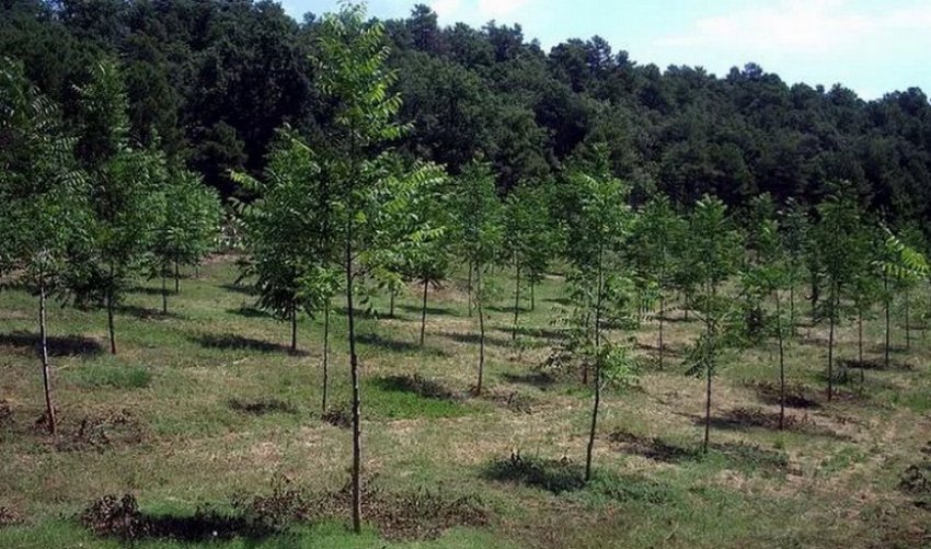 Вирощування маньчжурського горіха Вирощування маньчжурського горіха