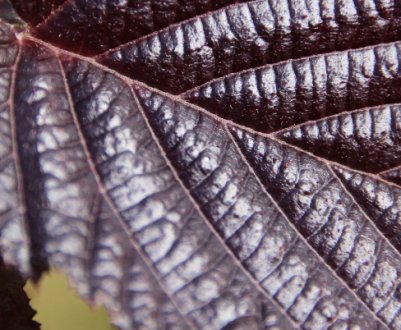 Особливості вирощування Краснолистной ліщини (фундука)