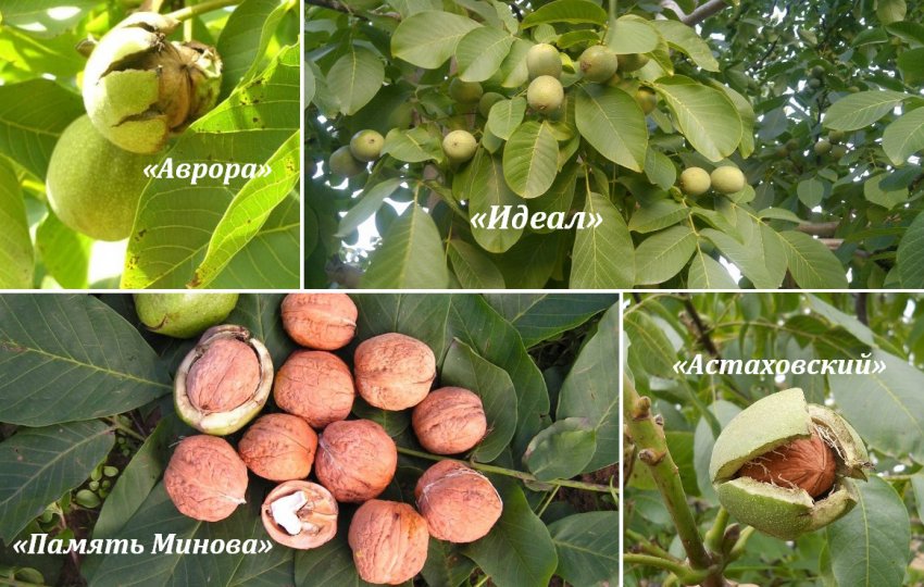 Сорти волоських горіхів