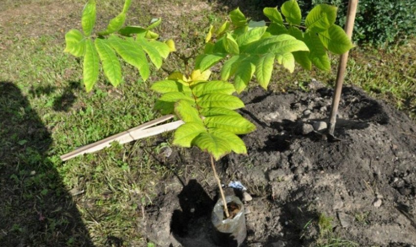 Пересадка маньчжурського горіха Пересадка маньчжурського горіха