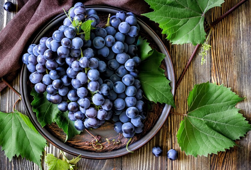 Узбецькі виноградарі стали частиною міжнародної організації Узбецькі виноградарі стали частиною міжнародної організації