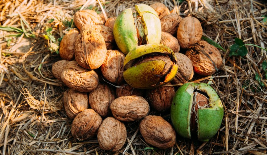 Дозрілі волоські горіхи