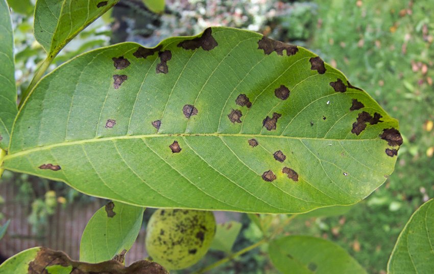 Антракноз волоського горіха