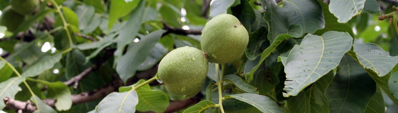 Опис волоського горіха і особливості його вирощування