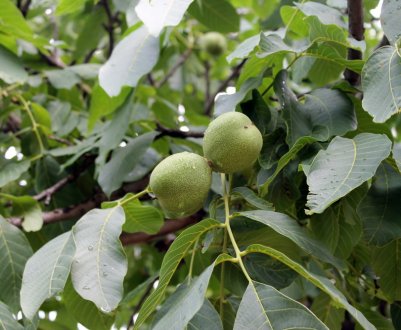 Опис волоського горіха і особливості його вирощування