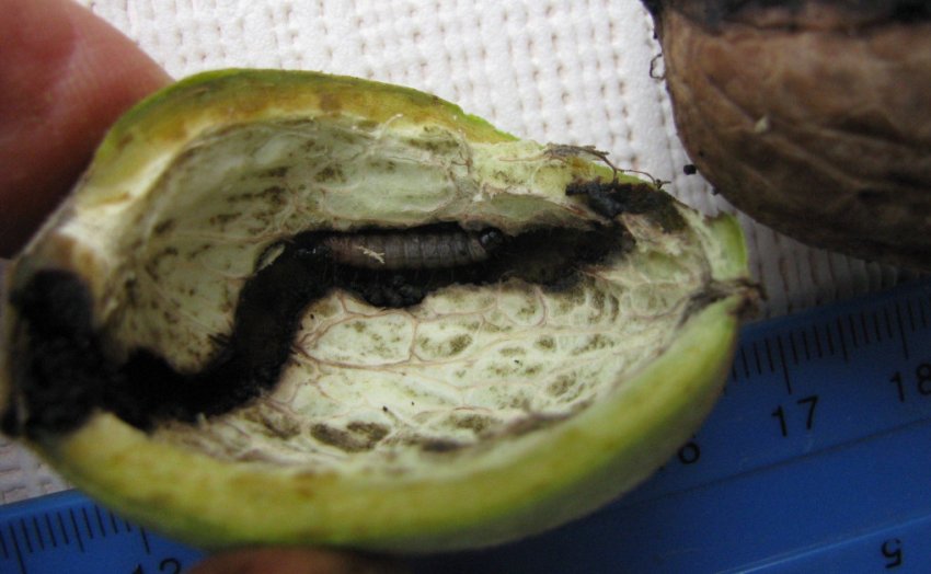 Плодожерка у волоському горісі