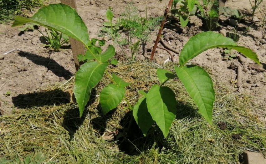 Мульчування волоського горіха