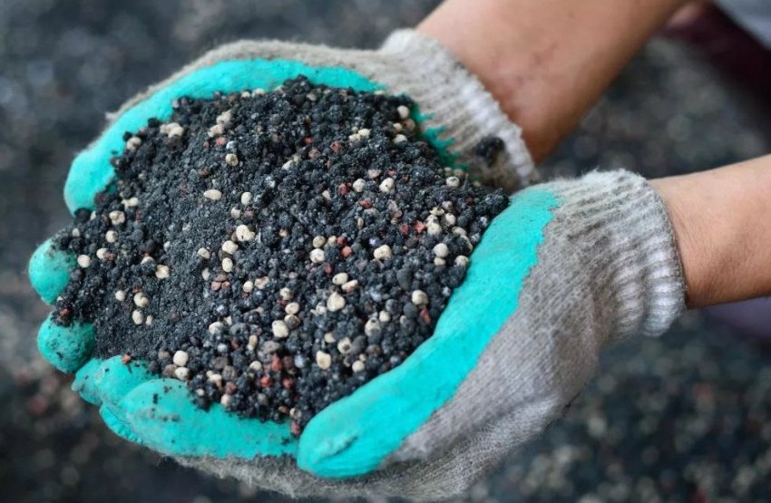 Підживлення волоського горіха