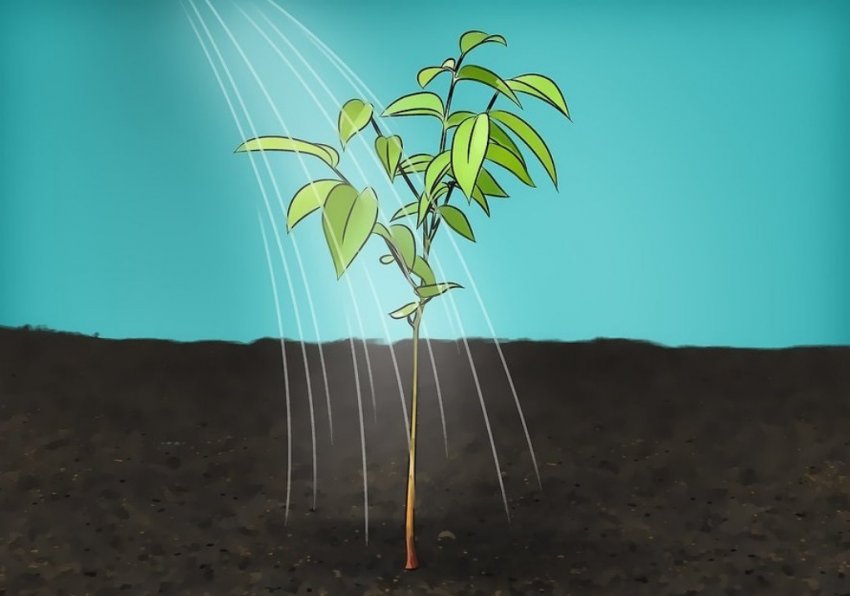 Полив волоського горіха