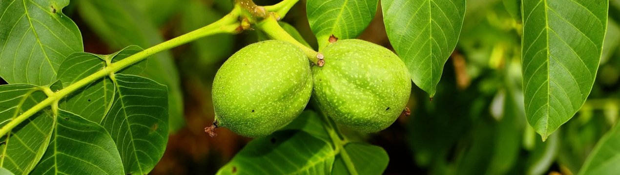 Скидання плодів і квітів волоського горіха