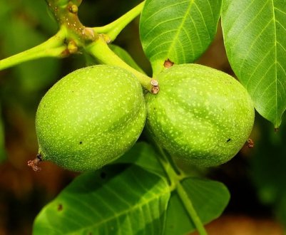 Скидання плодів і квітів волоського горіха