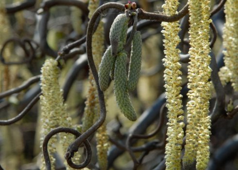 Описание лещины Конторта и особенности её выращивания