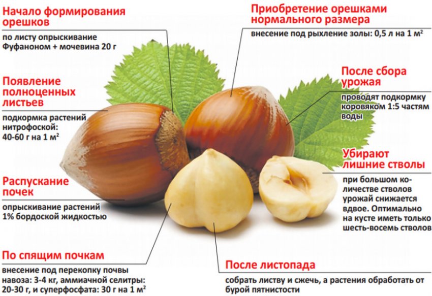 Красный орех что это. Смотреть фото Красный орех что это. Смотреть картинку Красный орех что это. Картинка про Красный орех что это. Фото Красный орех что это