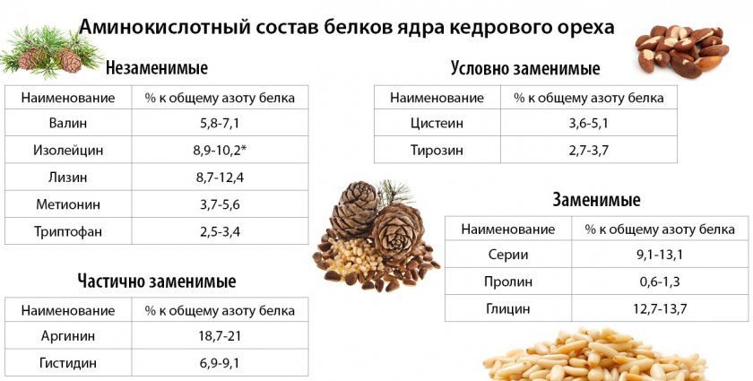 Аминокислотный состав белков ядра кедрового ореха