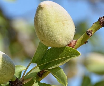 Опис мигдалевого дерева і особливості його вирощування