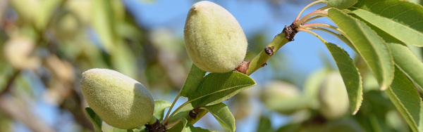 Миндальное дерево: как растет миндальный орех, что такое, как выглядит